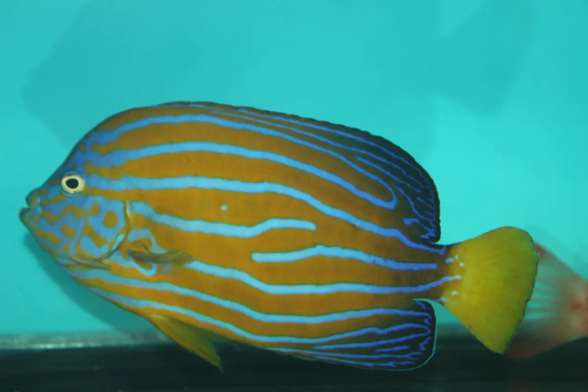 Blue Line Angel | Chaetodontoplus Septentrionalis (4-5” Captive Bred) 1