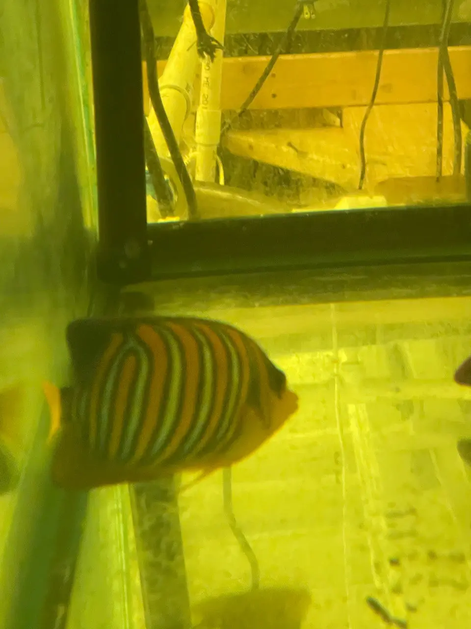 Regal Angel (True Red Sea)-4" Misbar #2 2
