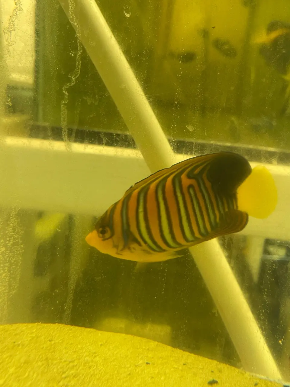 Regal Angel (True Red Sea)-4" Misbar #3 1