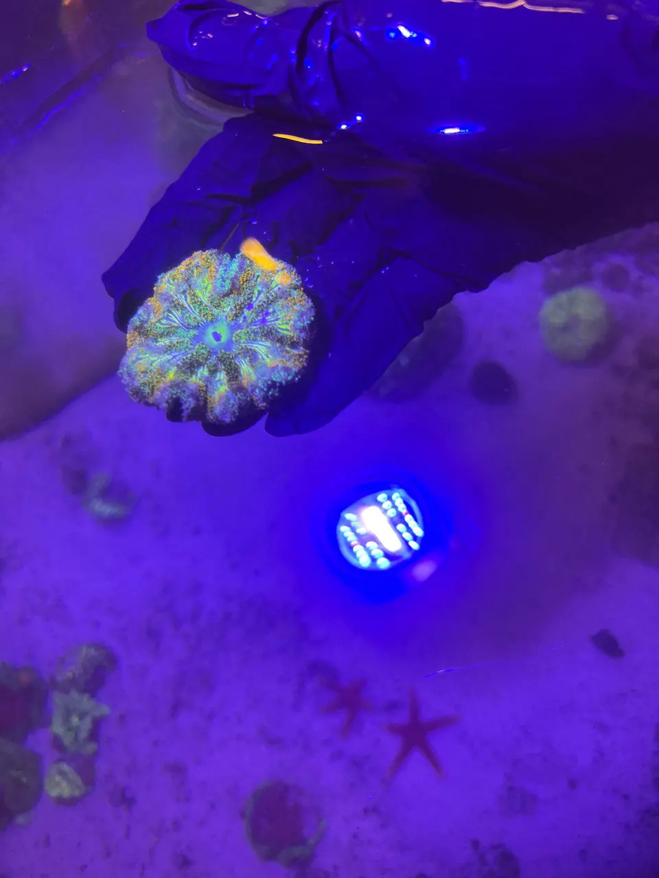 Maxi Mini Carpet Anemone-Green (3”) 2