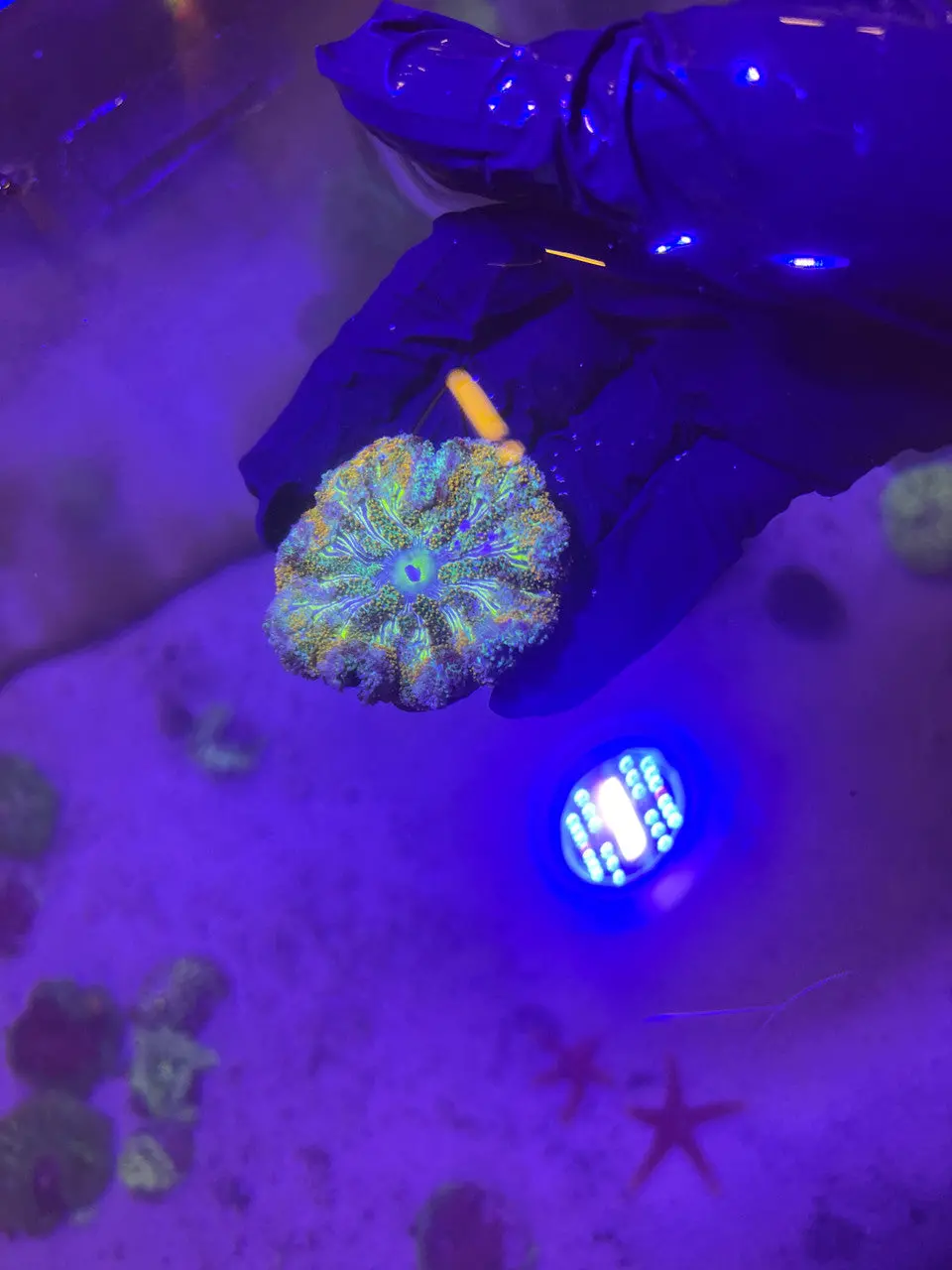 Maxi Mini Carpet Anemone-Green (3”) 1