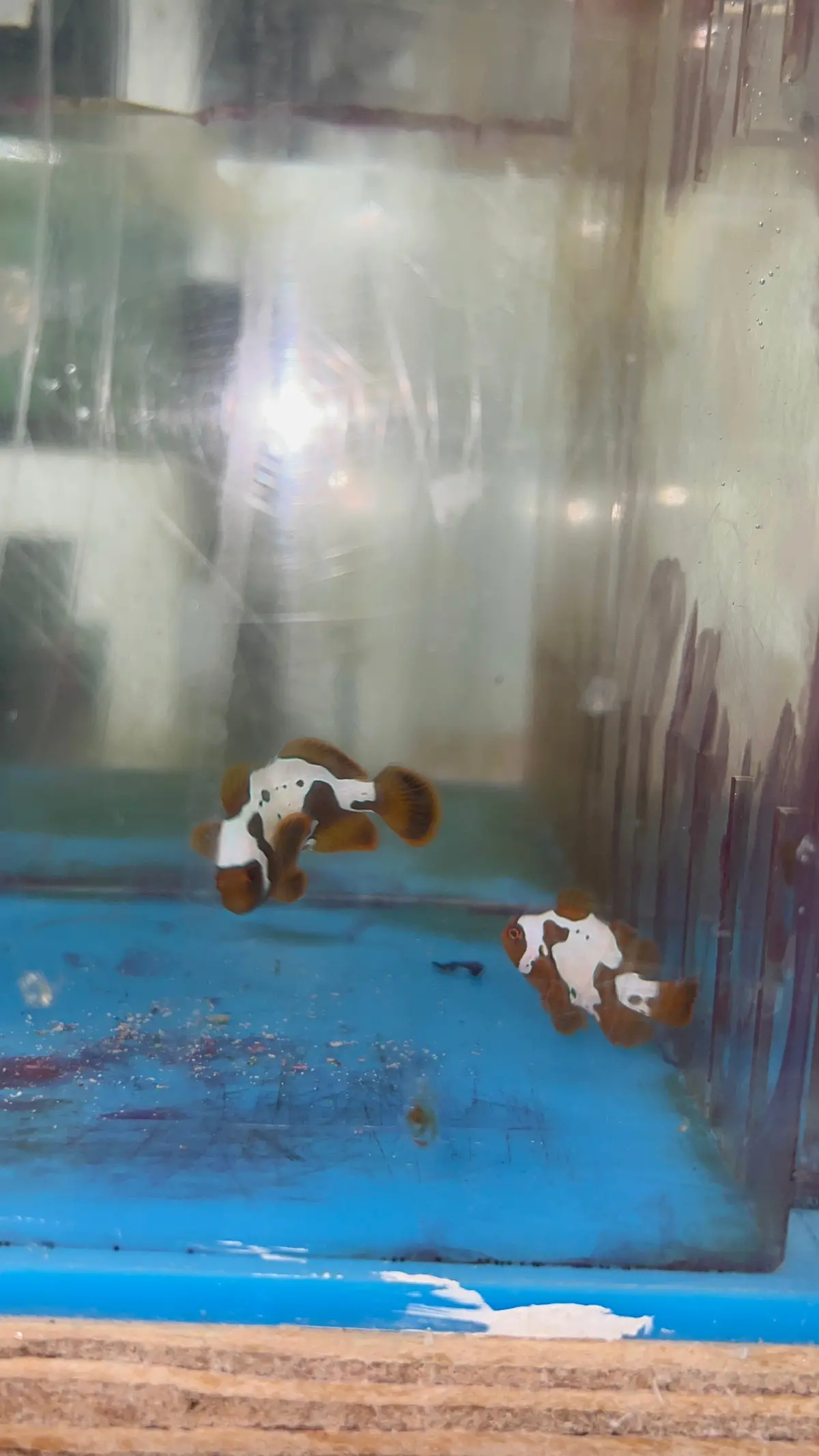 Lightning Maroon Clownfish (2-4 Cm) 1