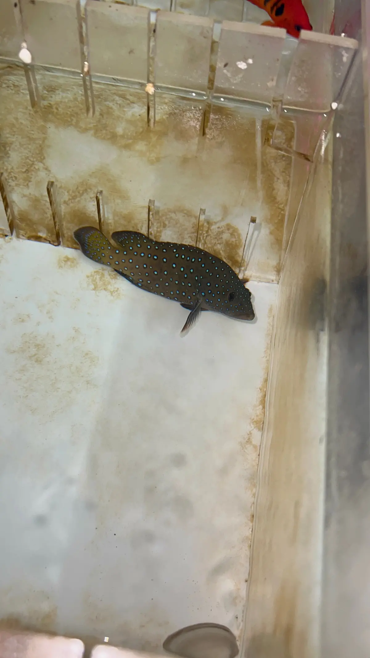 Argus (Blue Dot) Grouper- 3” 1