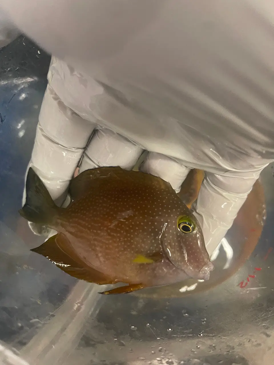 Spotted Yellow Eye Bristletooth Tang 1
