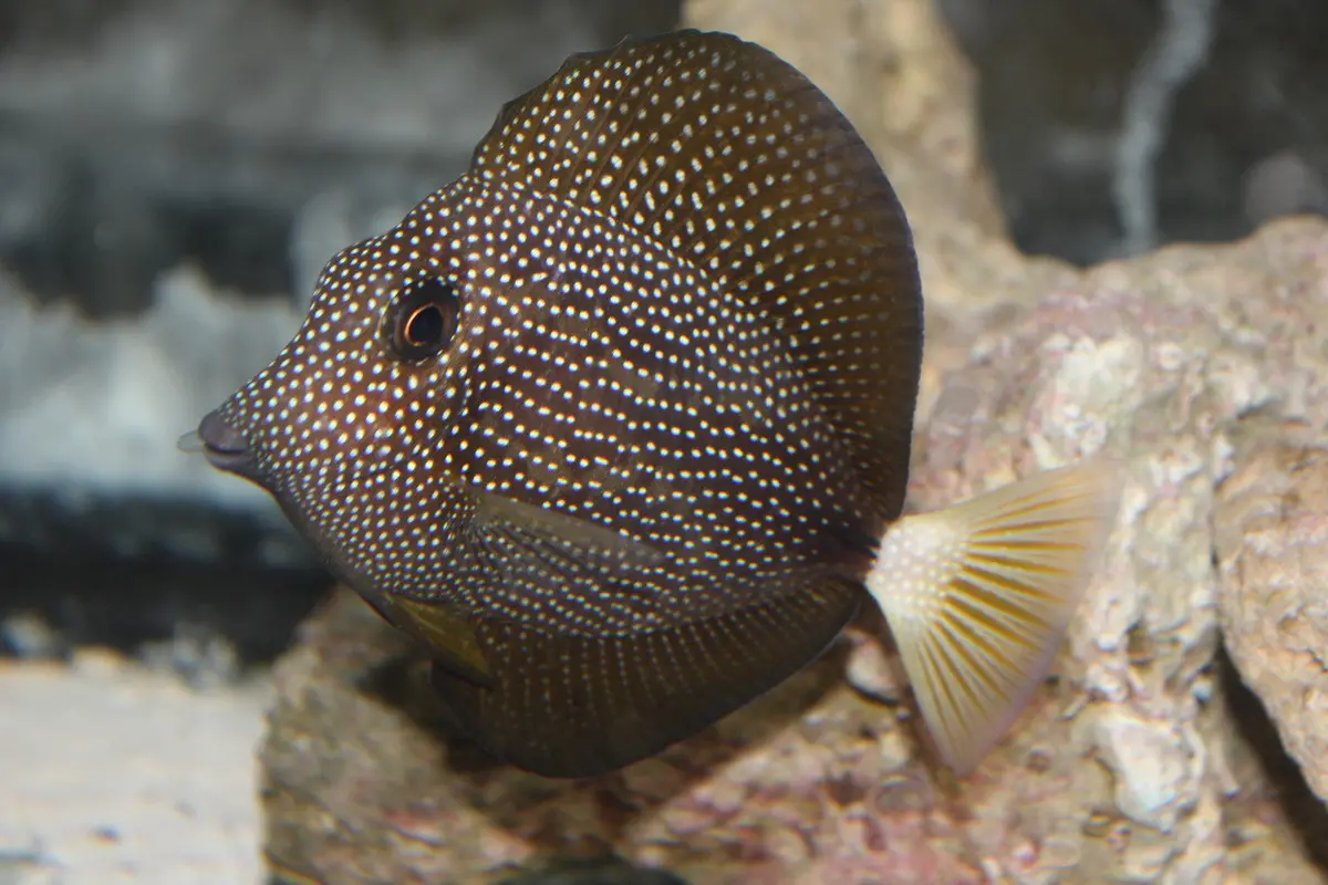 Gem Tang (5-6") | Zebrasoma Gemmatum (Pre Order) 1