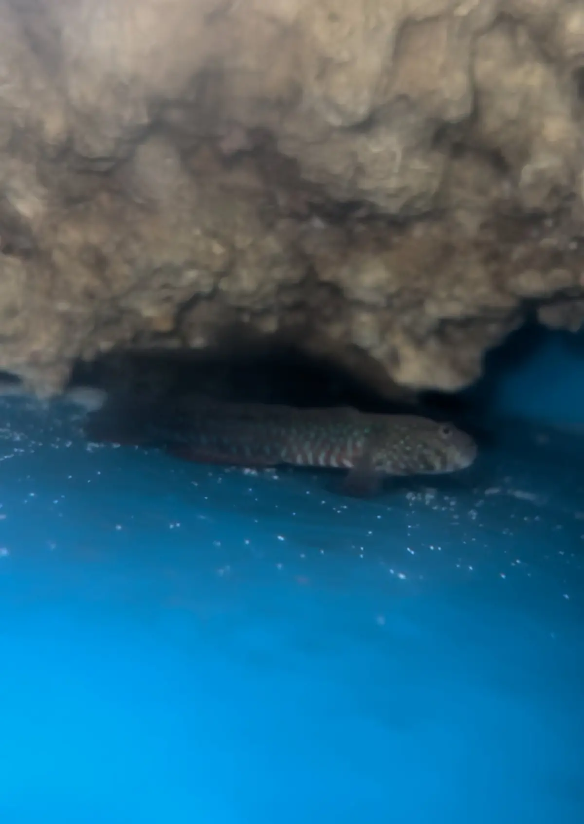 Crested Oyster Goby | Cryptocentroides Gobiodes (Australia, 3") 1