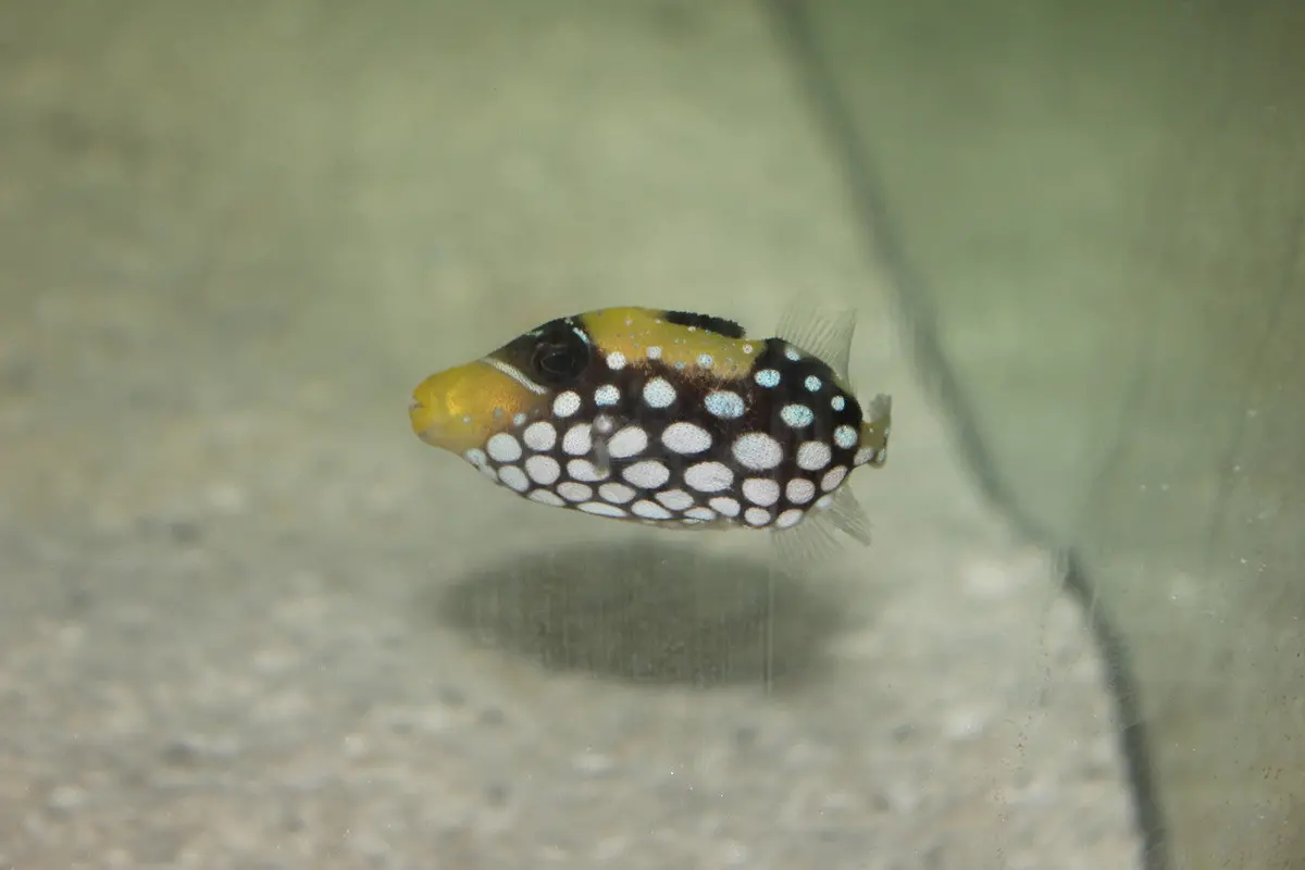 Clown Trigger | Balistoides Conspicillum (1.5" Juv) 1