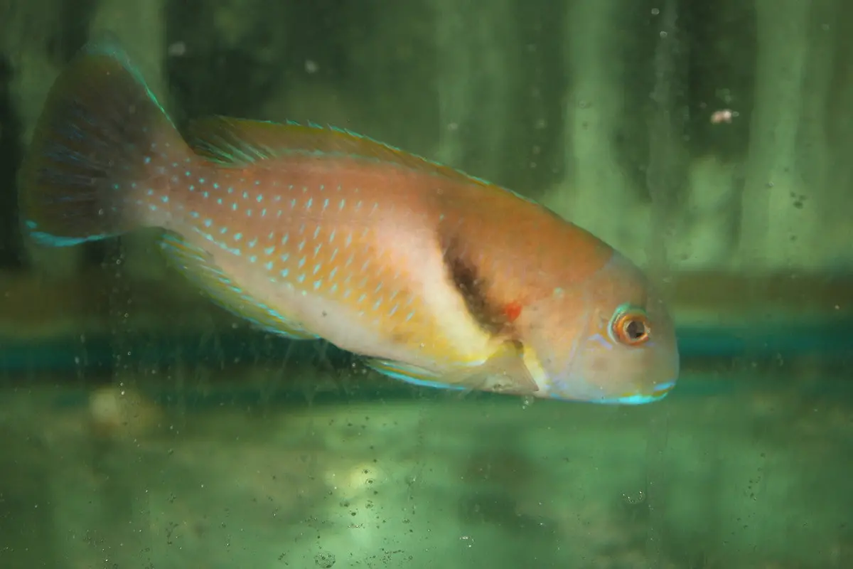 Scarbreast Tuskfin | Choerodon Azurio (6”) 1