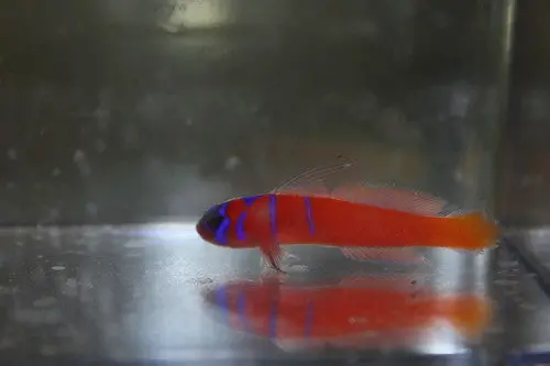 Catalina Goby | Lythrypnus Dalli- 1-2" 1