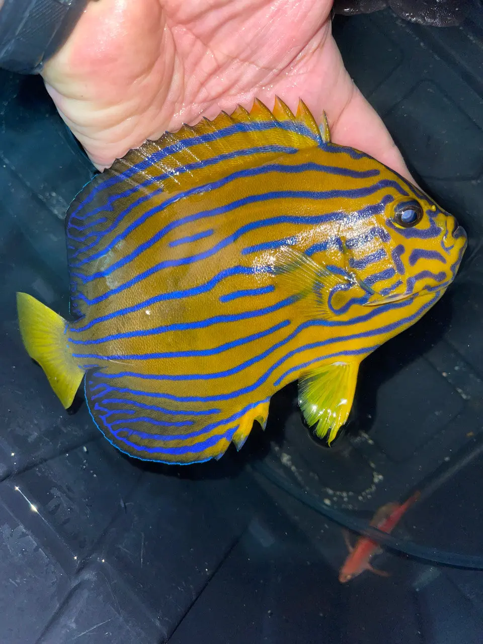 Japanese Blue Line Angel | Chaetodontoplus Septentrionalis (4-5") 1