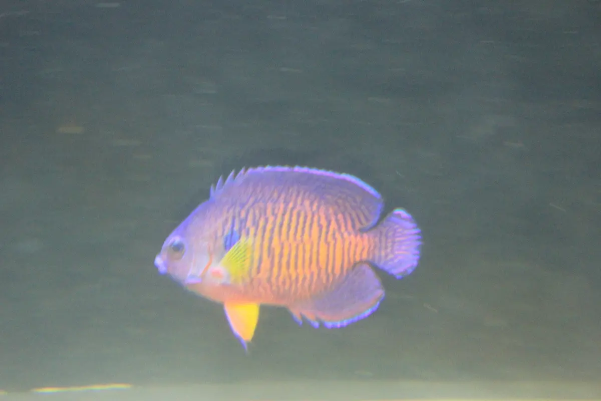 Mauritius Tiger Tail Coral Beauty Angel 2
