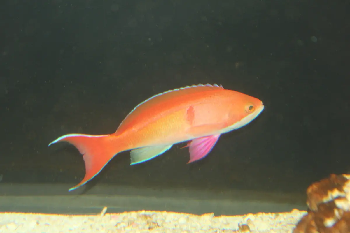 Mauritius Red Bar Anthias | Pseudanthias Cooperi (Xl Male) 1