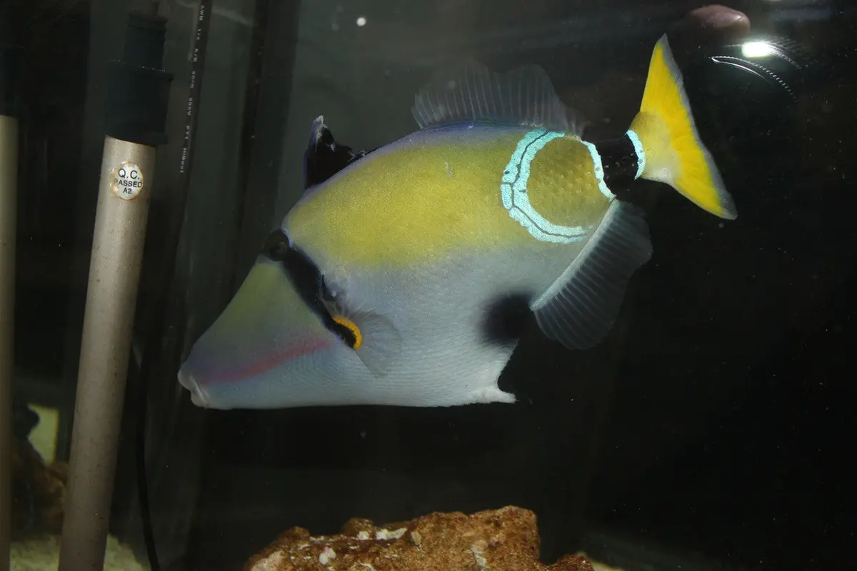 Mauritius Triggerfish | Rhinecanthus Cinereus 2