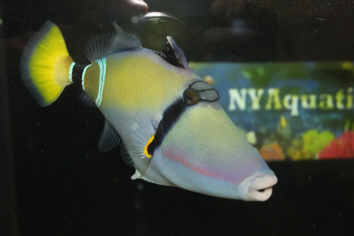 Mauritius Triggerfish | Rhinecanthus Cinereus 1