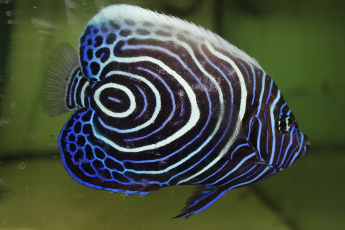 Mauritius Orange  Tail  Emperor Angel (4-5" Juv) 1