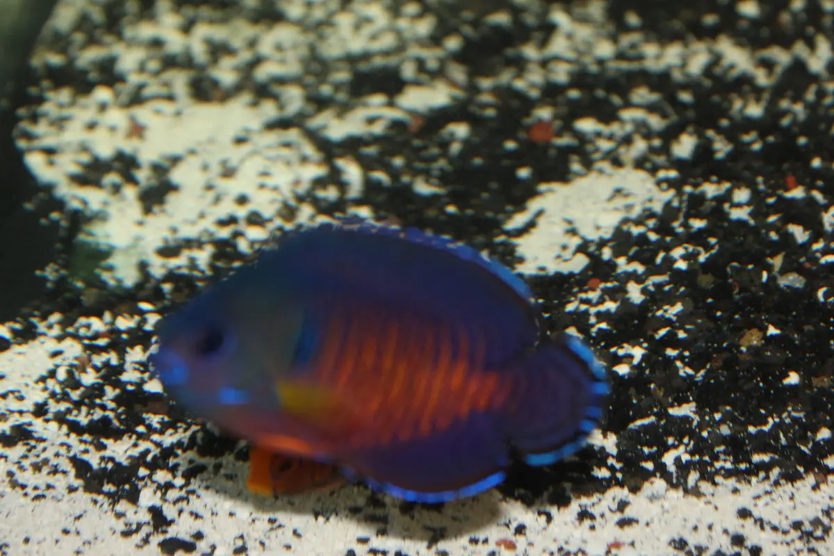 Mauritius Tiger Tail Coral Beauty Angel 1