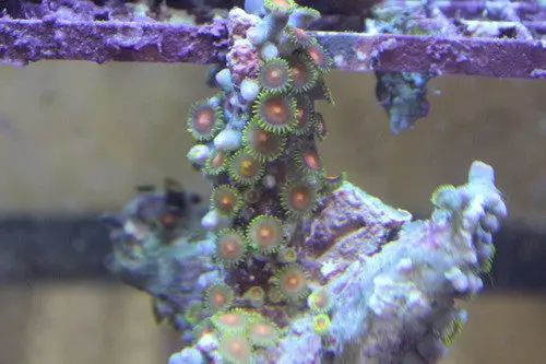Zooanthid Polyps-Green & Orange (30+ Polyps) 1