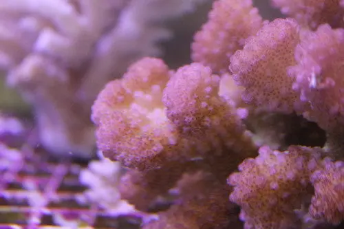 Pink Pocillopora-Pocillopora Damicornis (1-2" Frag) 1