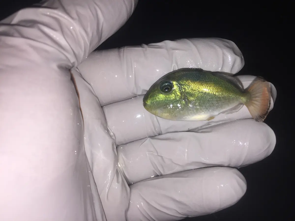 Juv Xanthichthys Trigger-2" (Possibly Caeruleolineatus Or Lineopunctatus ) 1