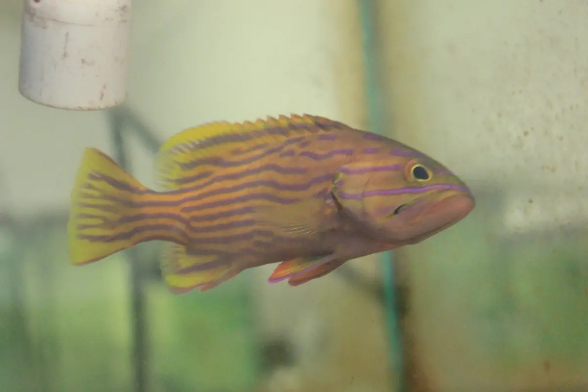 Polleni Grouper 10" 1