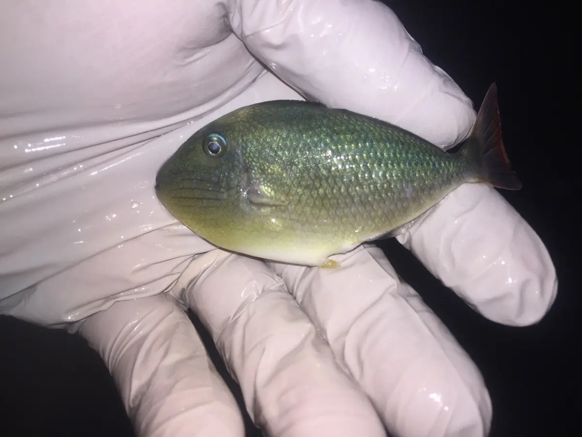 Juv Xanthichthys Trigger-2" (Possibly Caeruleolineatus Or Lineopunctatus ) 2