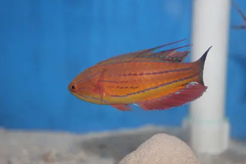 Carpenter Flasher Wrasse-Supermale 1