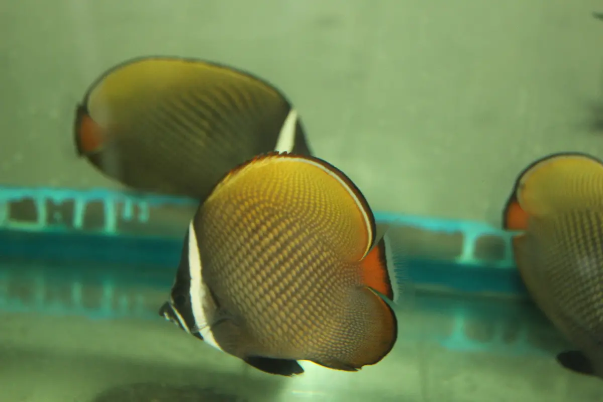 Collare (Pakistani) Butterflyfish -5-6" 1