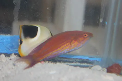 Royal (Angular) Flasher Wrasse 1