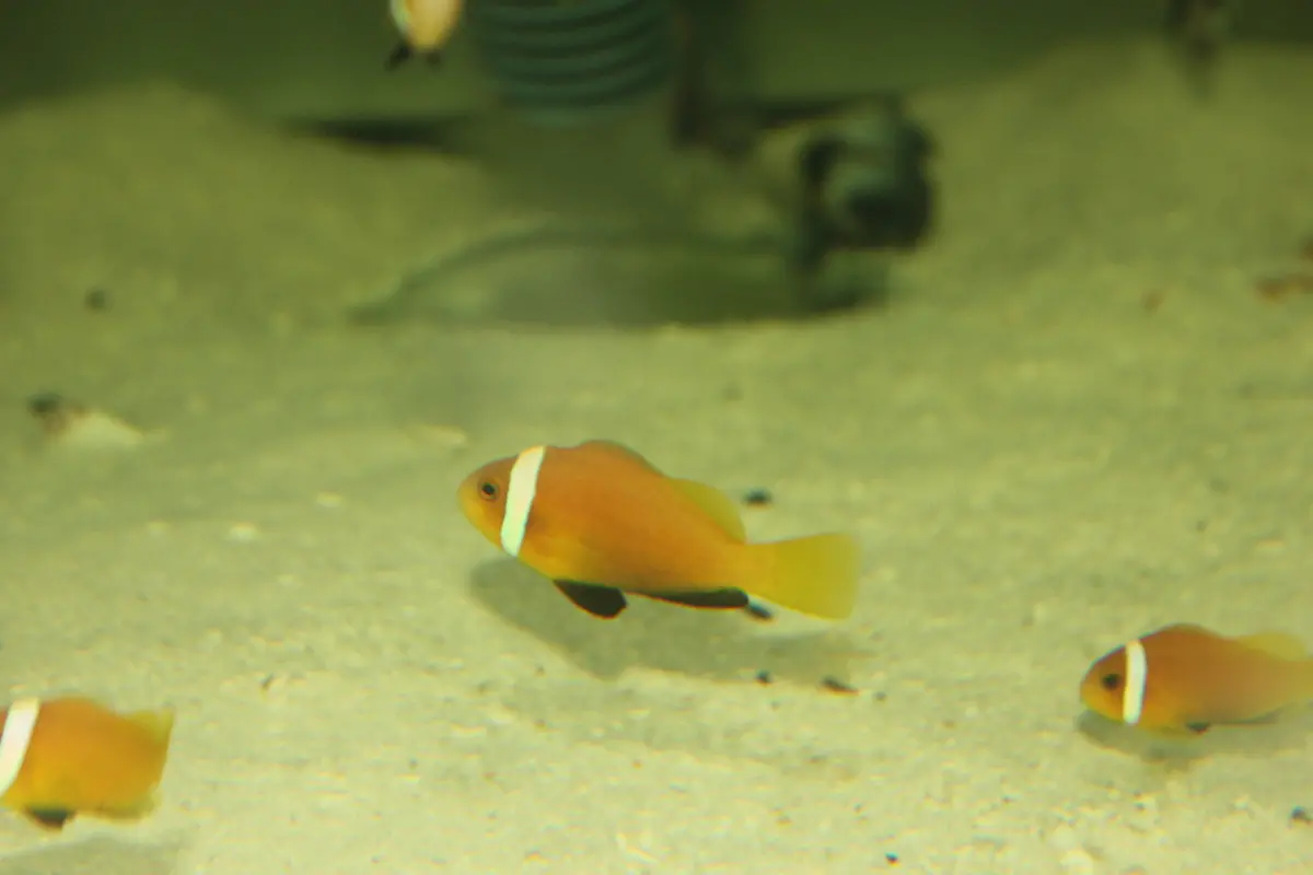 Black Foot (Nigripe) Clownfish 1