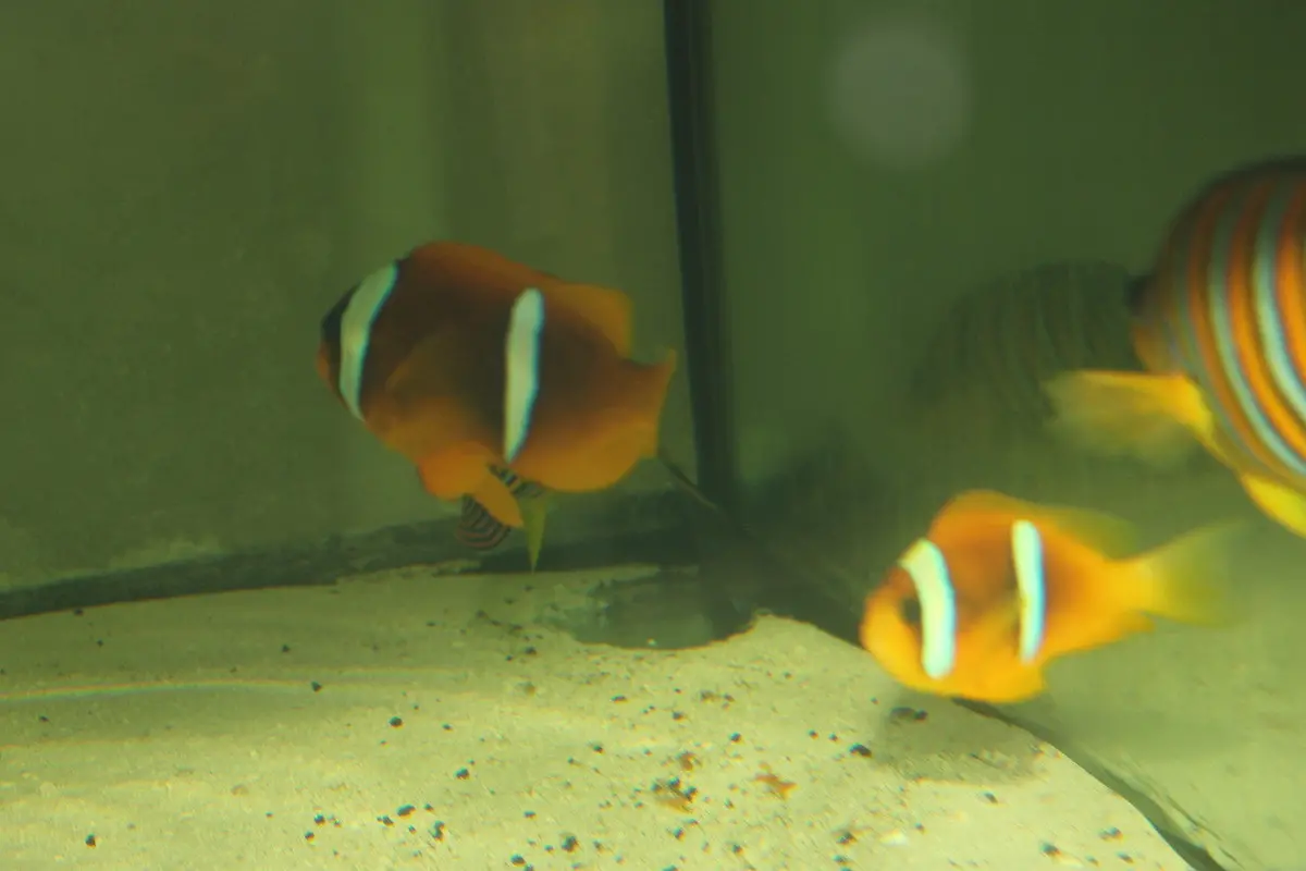 Bicinctus Clownfish (True Red Sea Female) 1