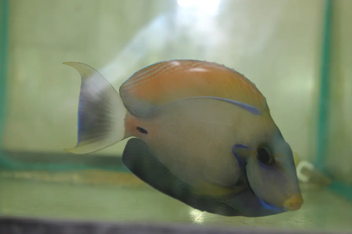 Fowler Tang (4”) 1