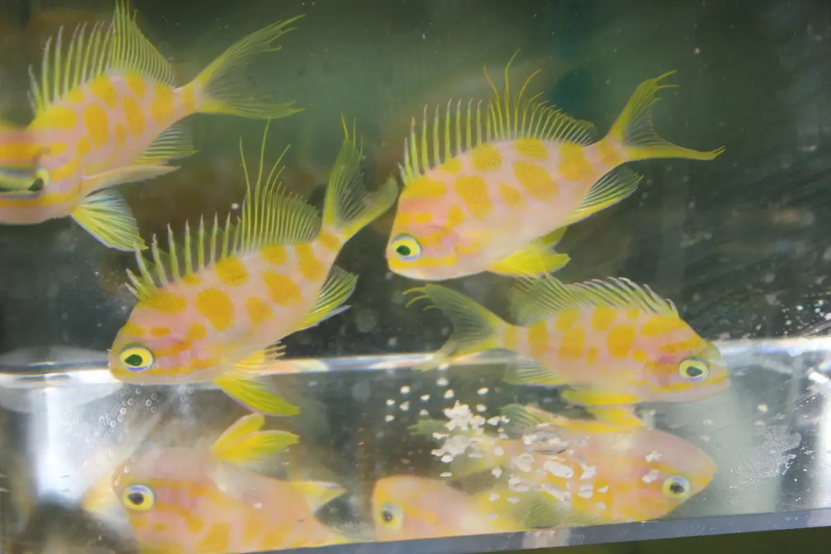 Borbonius Anthias | Odontanthias Borbonius (1-2”) 1