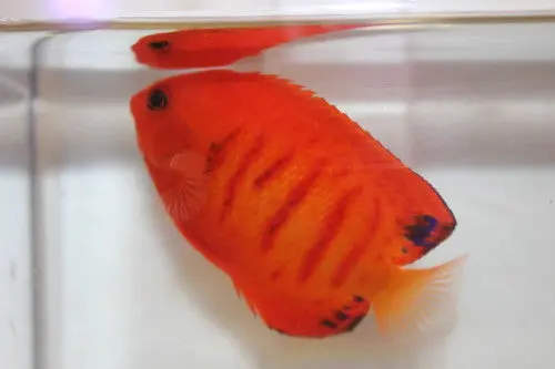 Hypo Melanistic Flame Angel 1