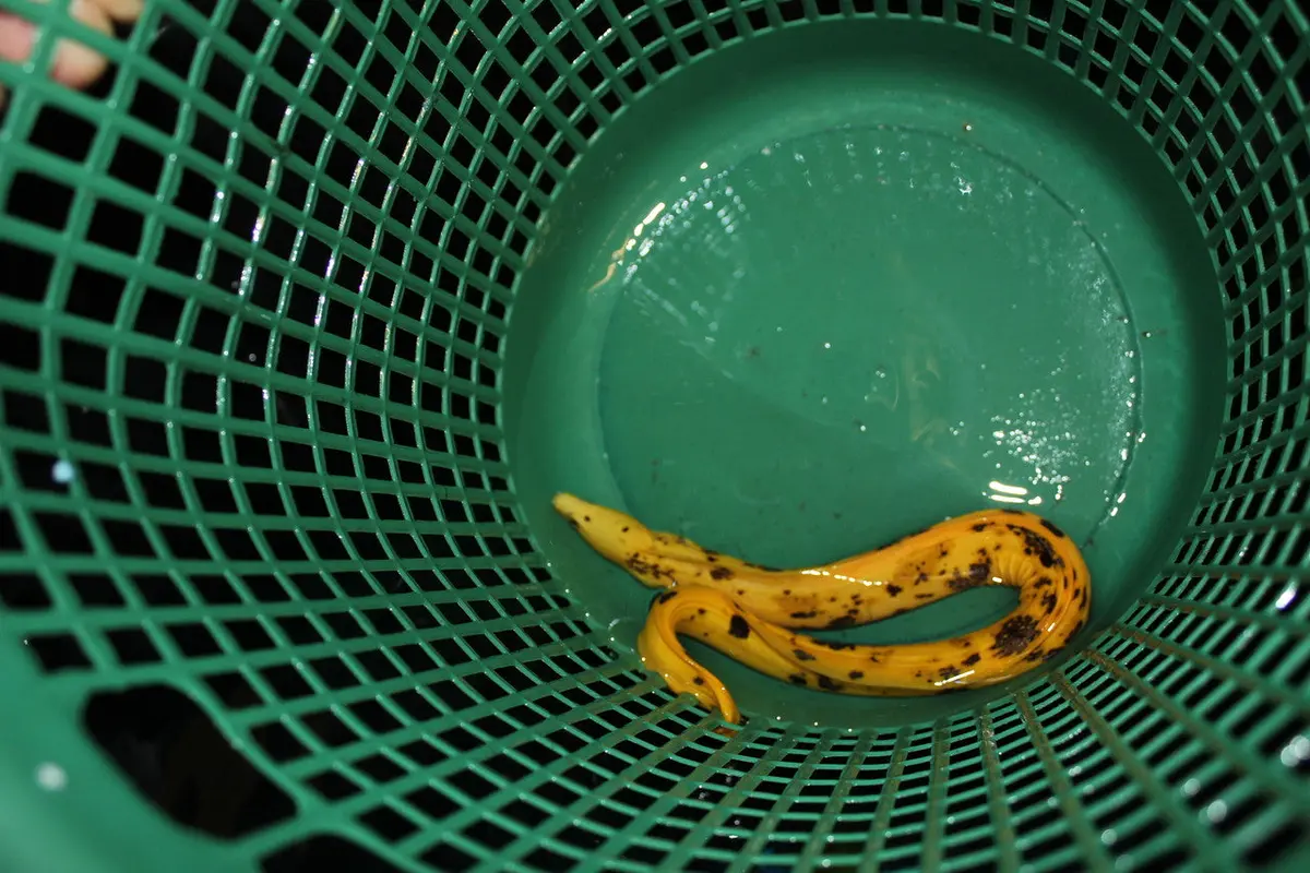 Yellow Banana Eel 1