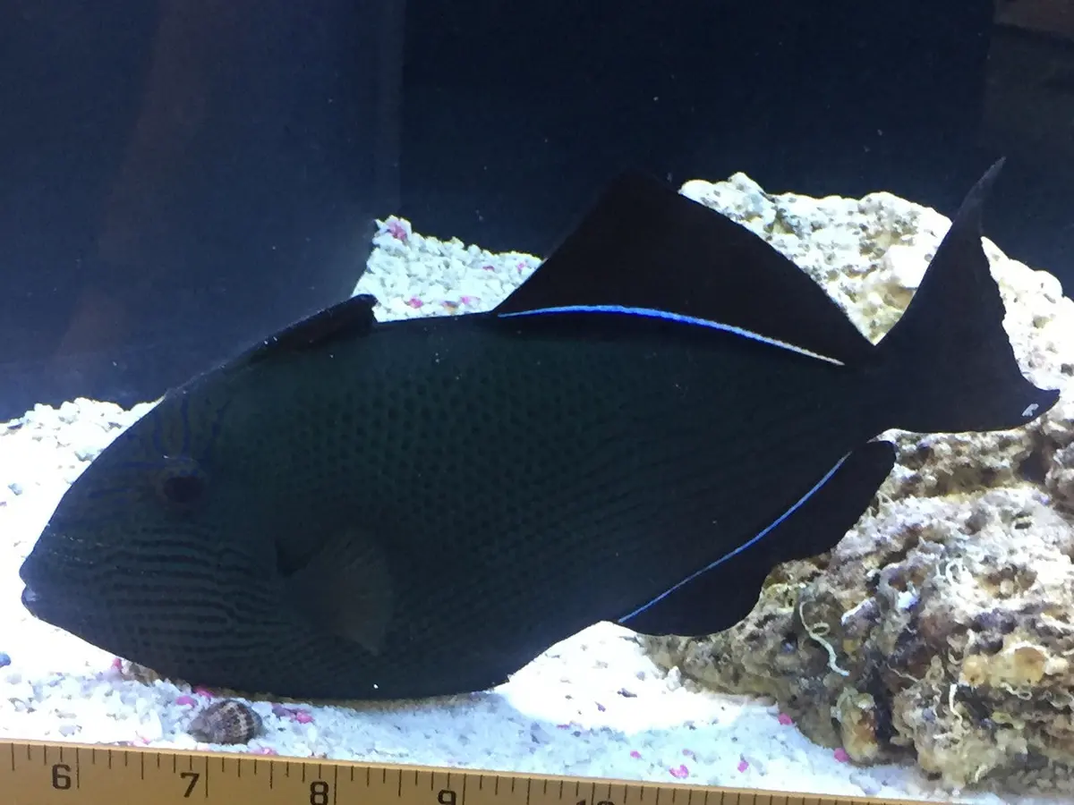 Black Durgeon Trigger | Melicthys Niger (9") 1