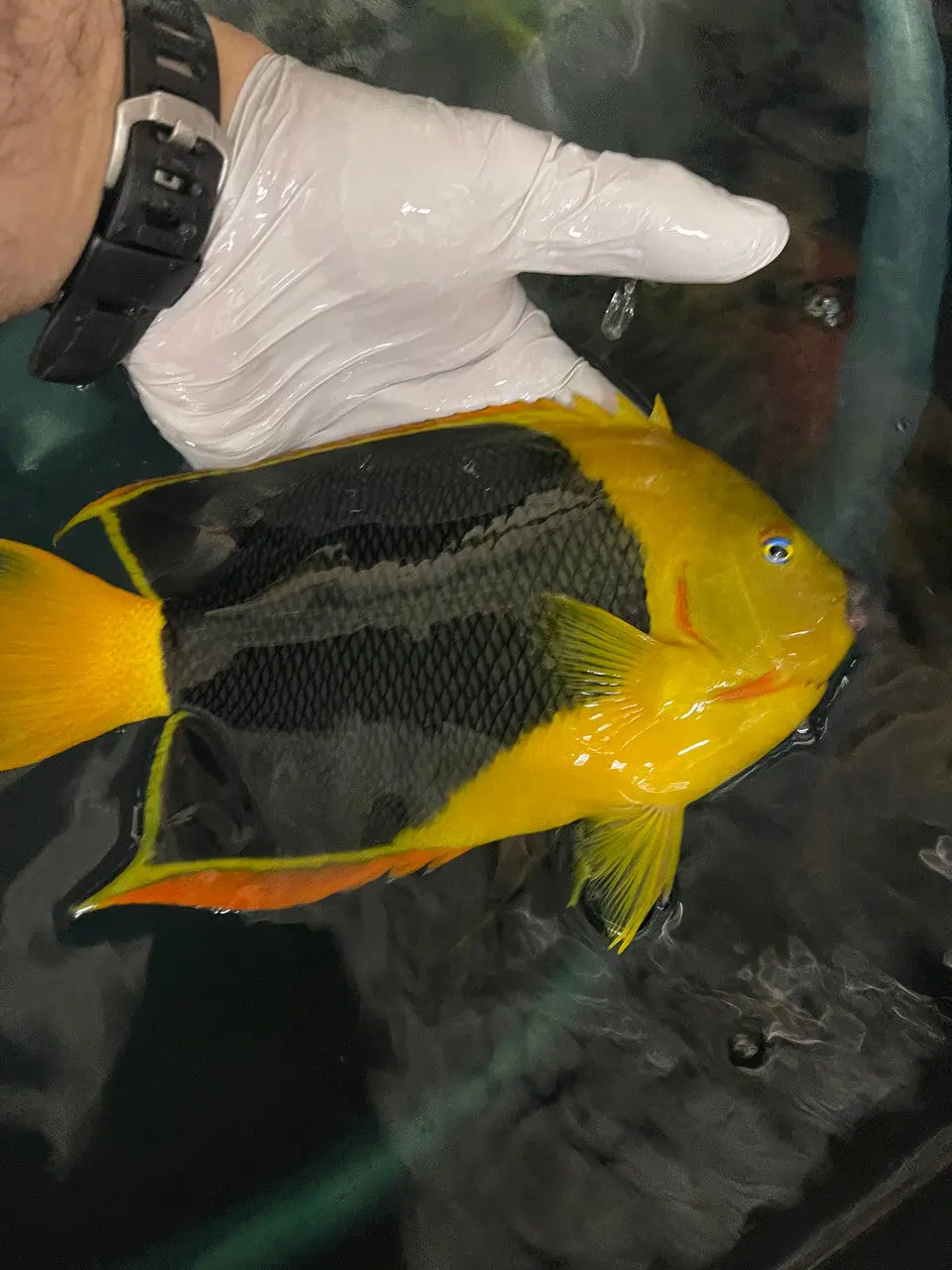 Rock Beauty Angelfish (12”) 1