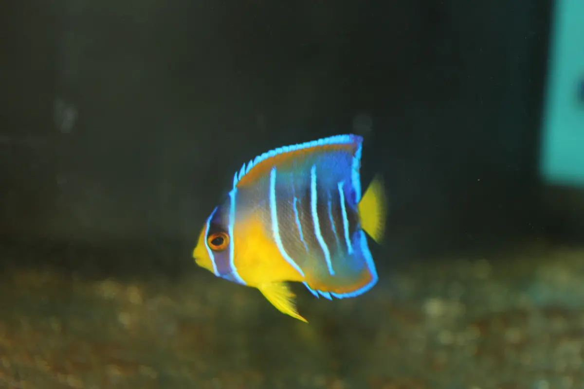 Queen Angelfish (Juv) 2” 1