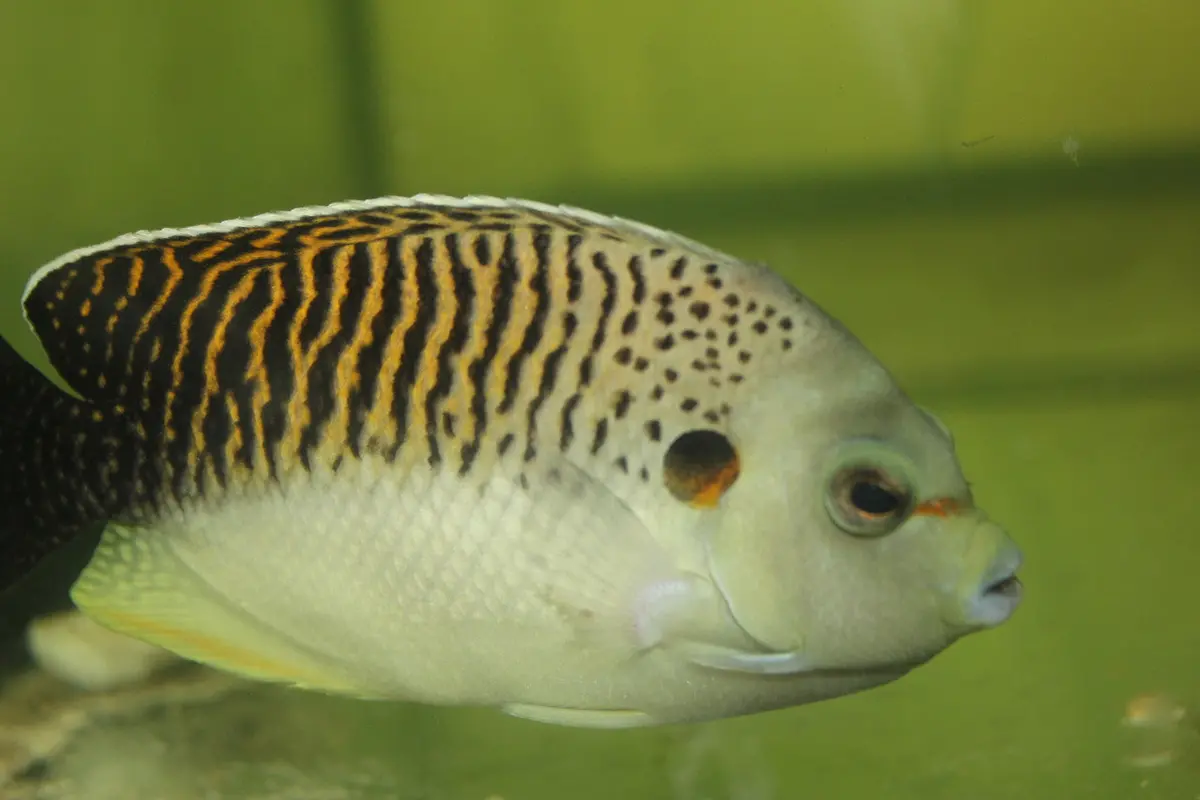 Tiger Angelfish 5” (Apolemichthys Kingi ) 1
