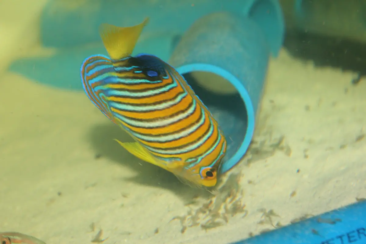 Regal Angel (Kenya Yellow Belly)-4" 1