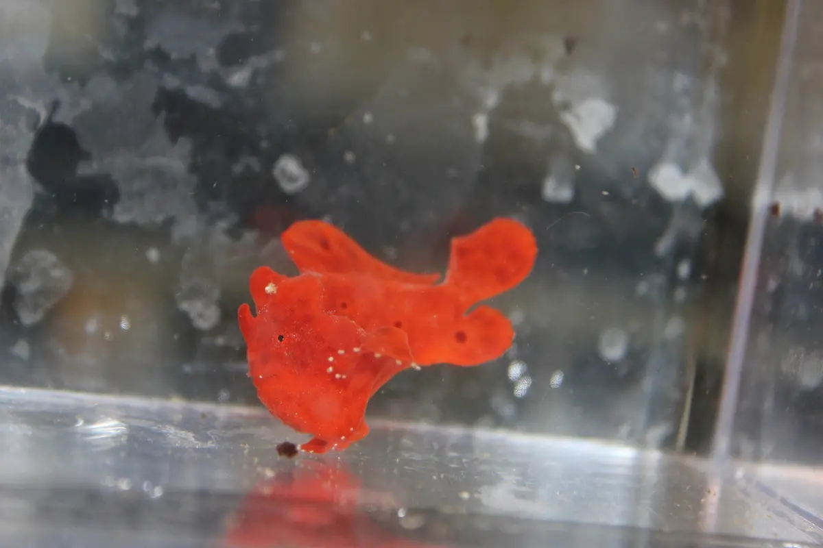 Red Angler Fish-3" 1
