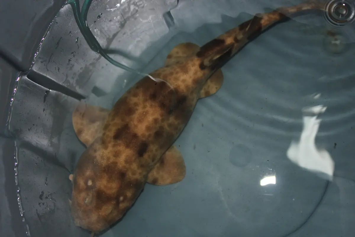 Northern Wobbegong | Orectolobus Wardi-15” 1