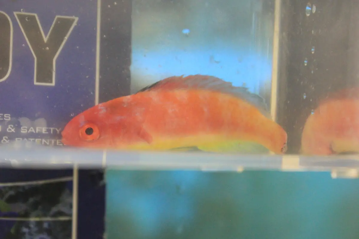 Hooded Fairy Wrasse (Male) Australia | Cirrhilabrus Bathyphilus 1