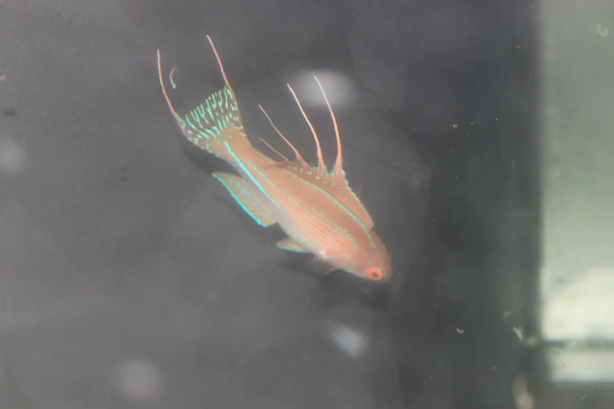 Paradise Flasher Wrasse | Paracheilinus Nursalim 1