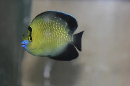 Goldflake Angel 2" Captive Bred 1