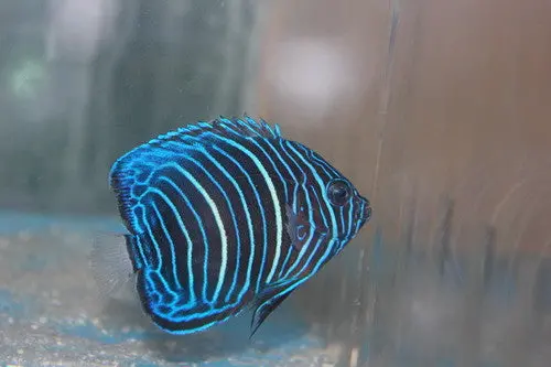 Blue Ring Angelfish-Juvenile (2") 1