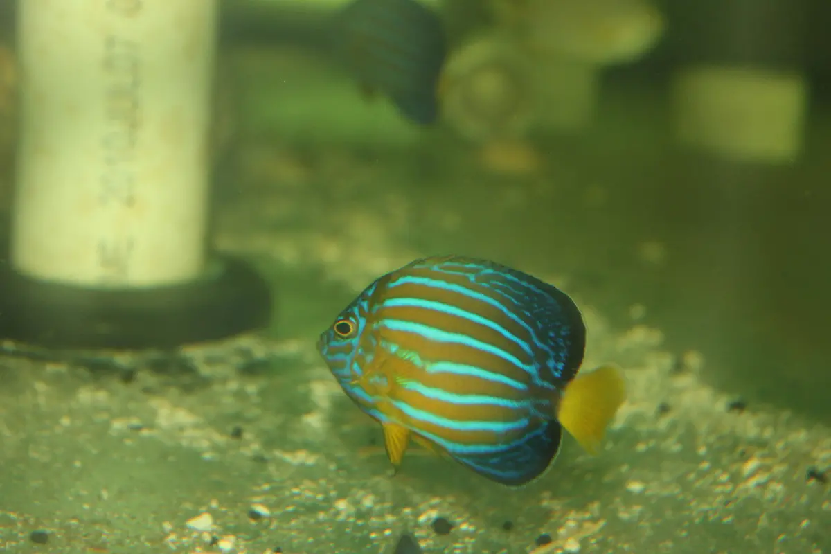 Blue Line Angel |Chaetodontoplus Septentrionalis (2” Captive Bred) 1