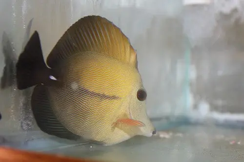 Scopas Tang (2-3") 1