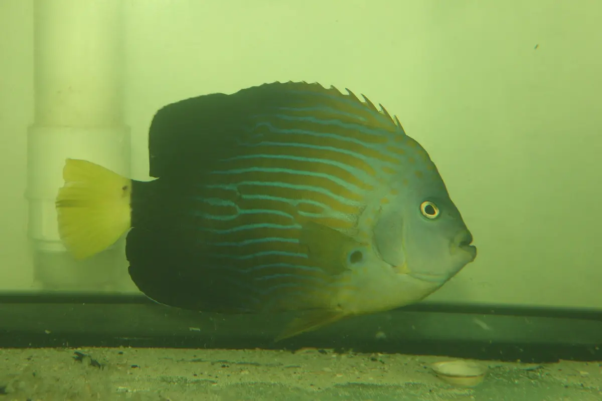 Maze (Orange Face) Angelfish | Chaetodontoplus Chrysocephalus (7-8") 1