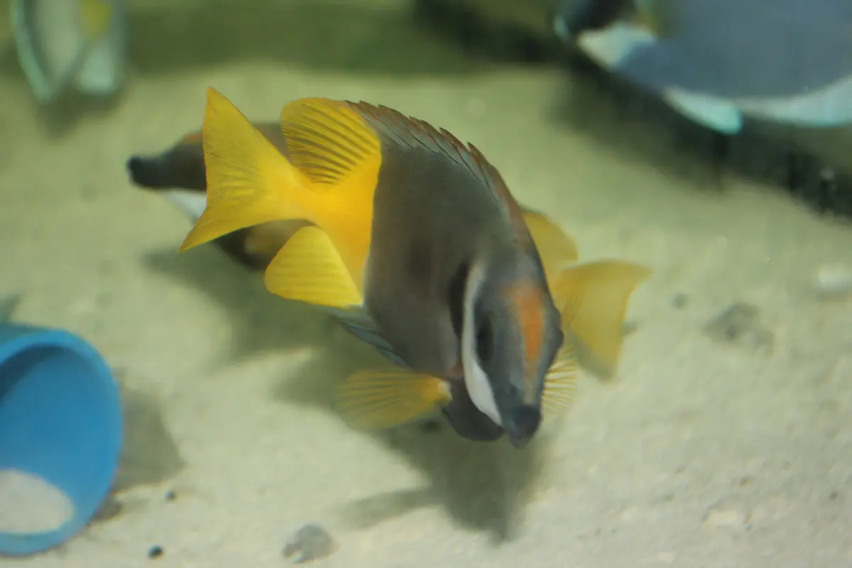 Bicolor (Fiji) Foxface (4") 1