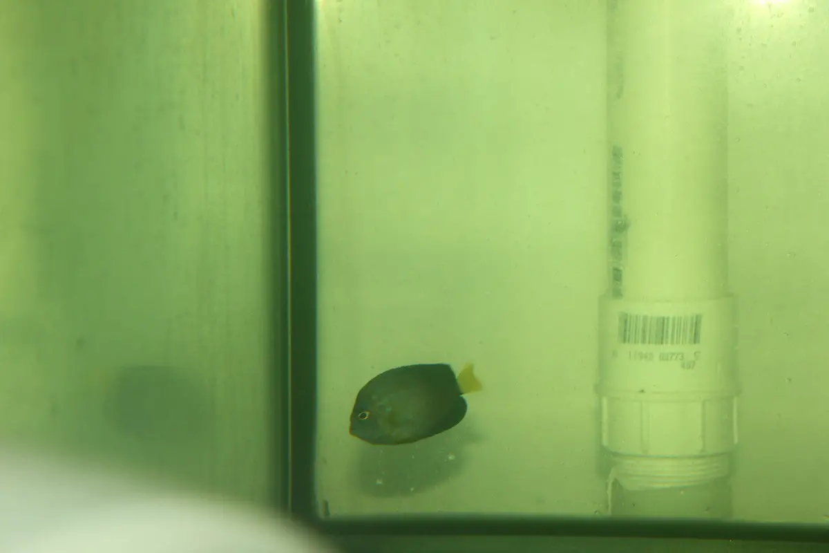 Maze (Orange Face) Angelfish-Chaetodontoplus Chrysocephalus (3" Juv) 1